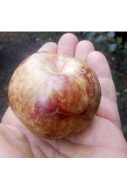 Плуот ‘Флейвор Супреме’ (гибрид абрикоса и сливы)